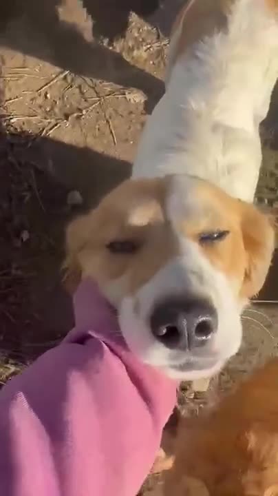 English Setter dogs for adoption: Rachel - Video 1