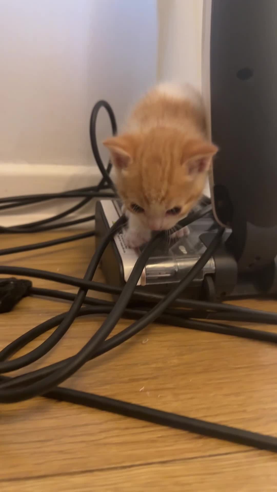 Mixed Breed cats for sale: Two sets of litter  in Cambridge - Video 2