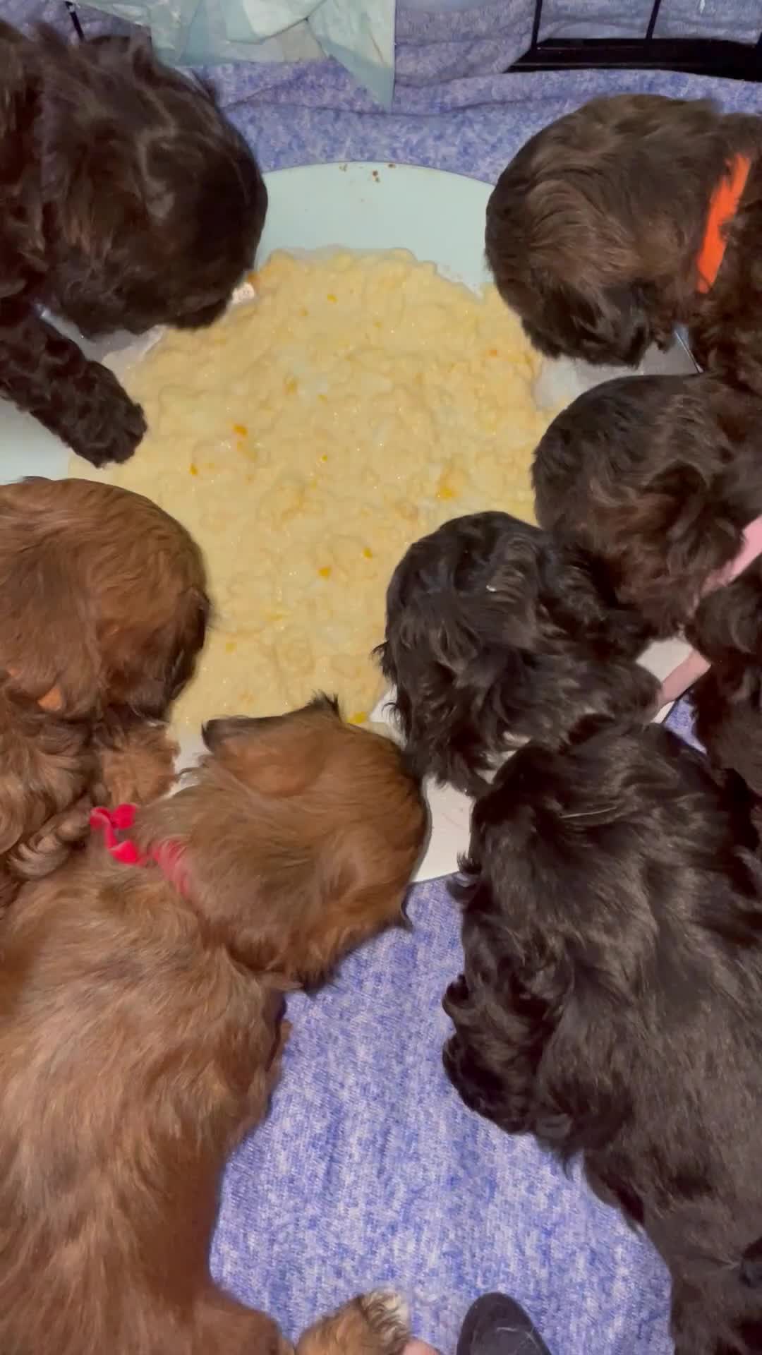 Lhasapoo dogs for sale: Lhasapoo Puppies  in Falkirk - Video 1