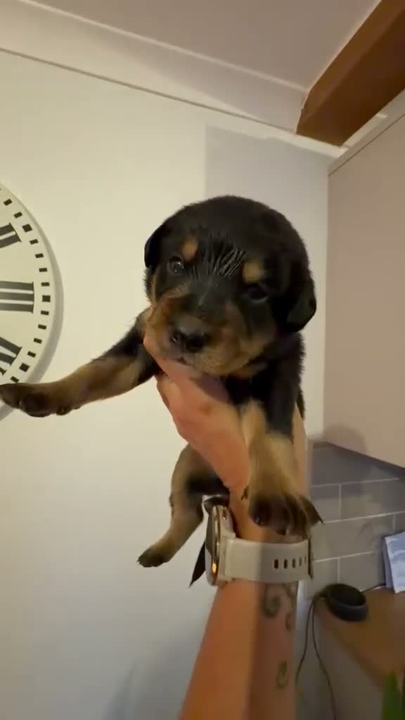Mixed Breed dogs for sale: 🐾 Beautiful Colipoo Puppies – 4 Girls and 3 boys in Carmarthen - Video 3