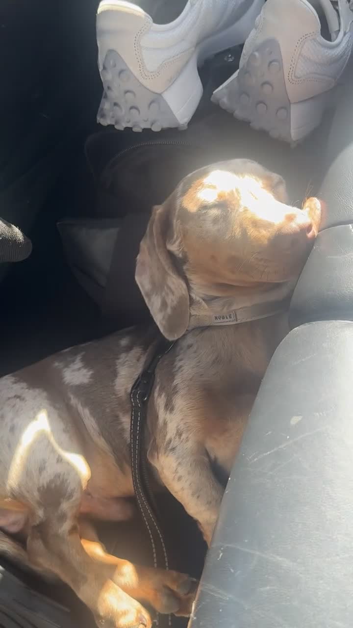 Dachshund dogs for stud: Reico  - Video 1