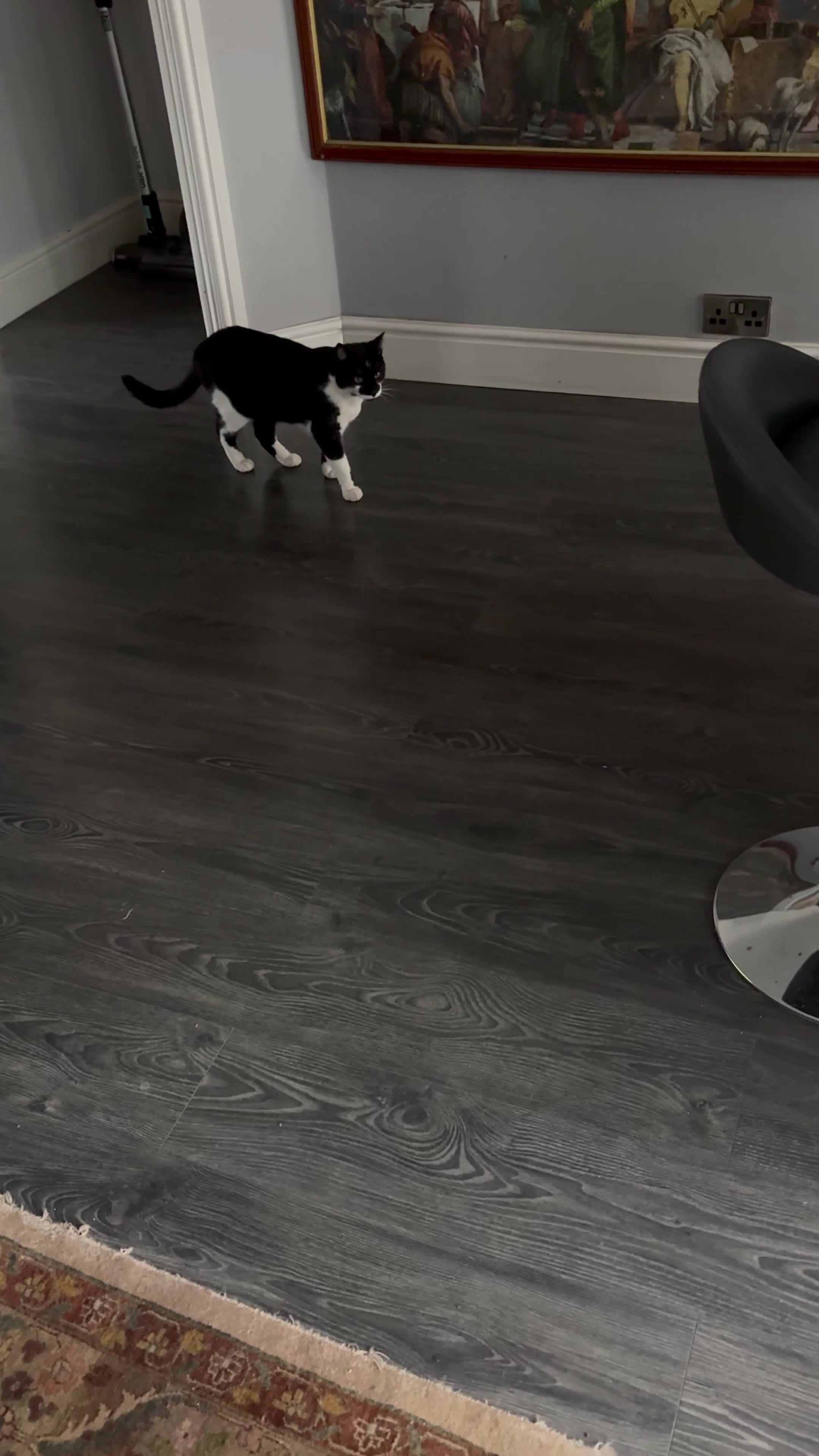 Domestic Shorthair cats for sale: Brother and sister tuxedo cats - Video 1