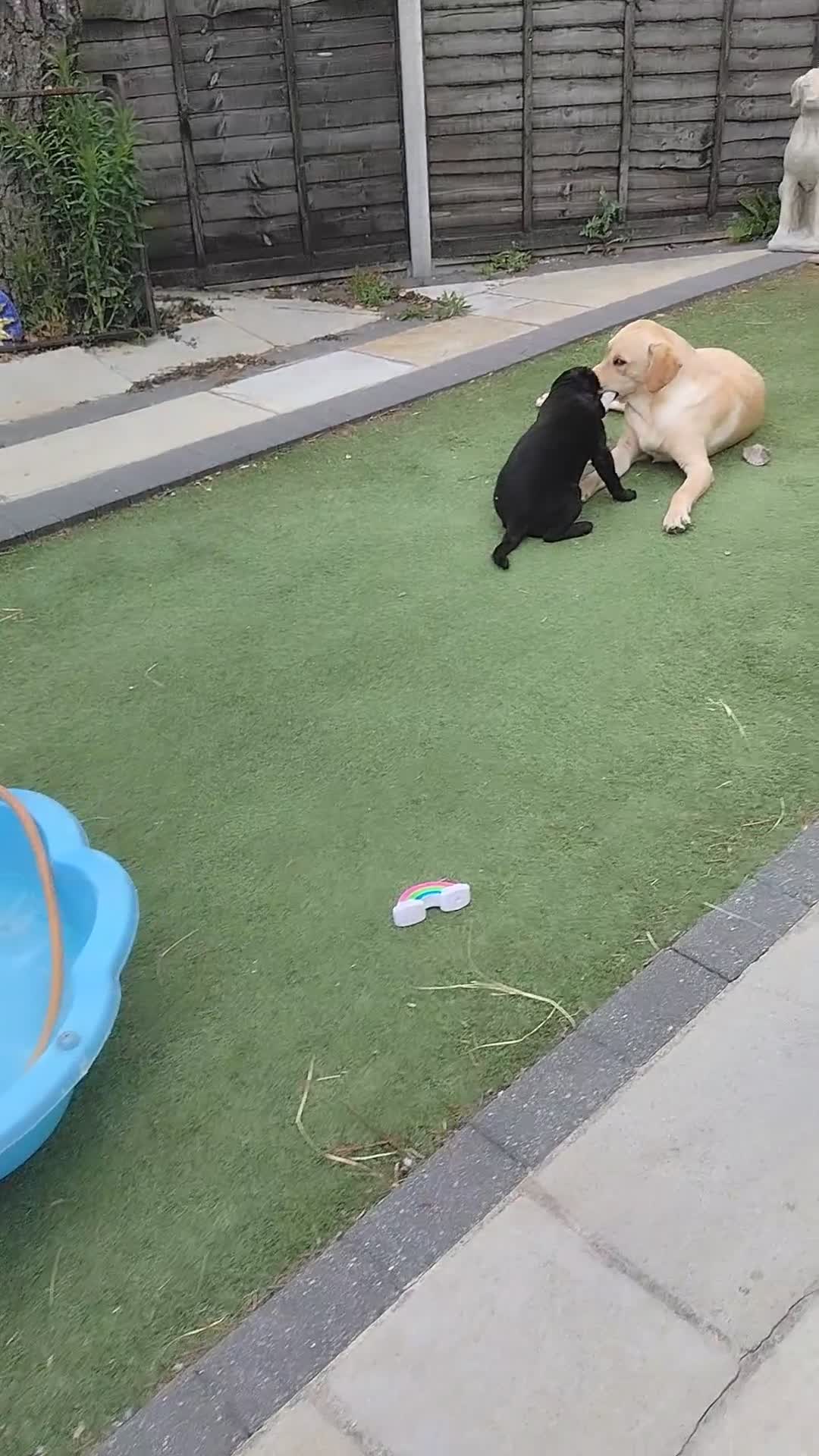 Labrador Retriever dogs for sale: Henergy Tenessee. RKC REG. Black well bred male. - Video 1