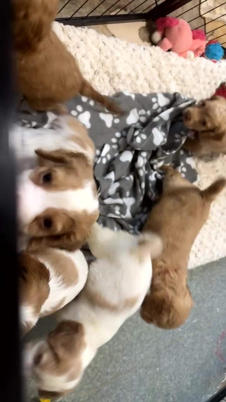 Cocker Spaniel dogs for sale: REDUCED💵cocker spaniel puppies 🩷💙 - Video 3