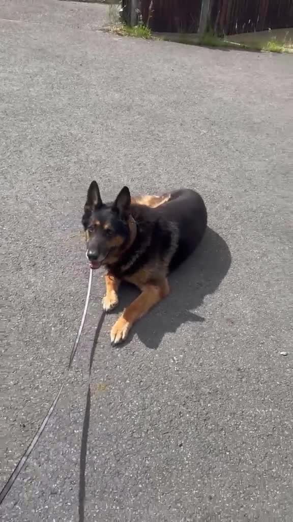 German Shepherd dogs for sale: Beautiful German Shepered  in Watford - Video 1