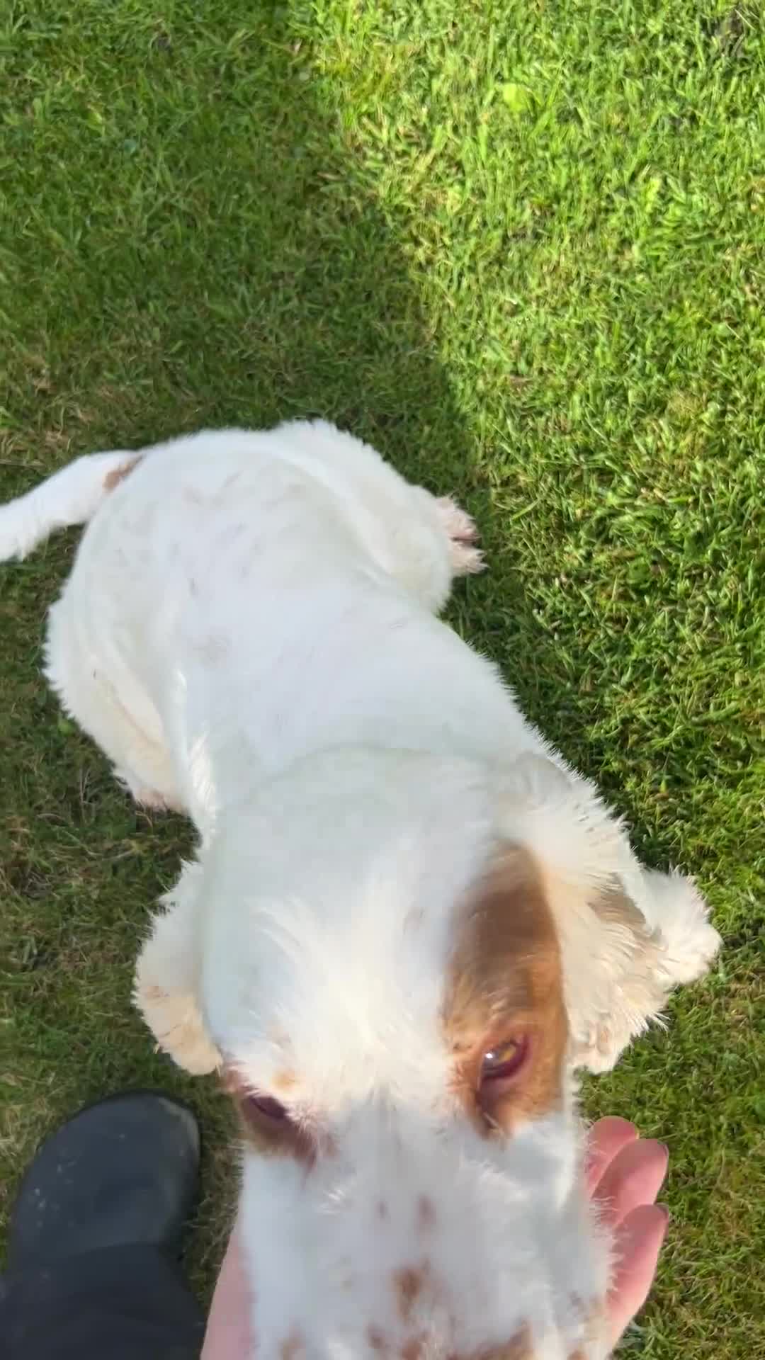 Cocker Spaniel dogs for sale: 3 year old show type cocker Boy - Video 1