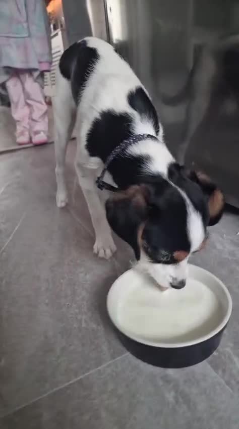 Mixed Breed dogs for sale: Cavalier King Charles cross puppies - Video 1