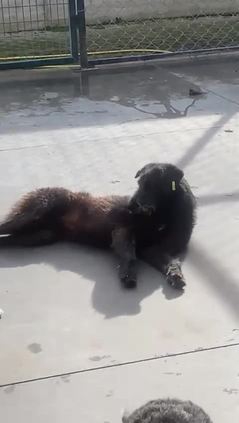 Mixed Breed dogs for adoption: Morag, 8 -9 months. Available for adoption. - Video 1