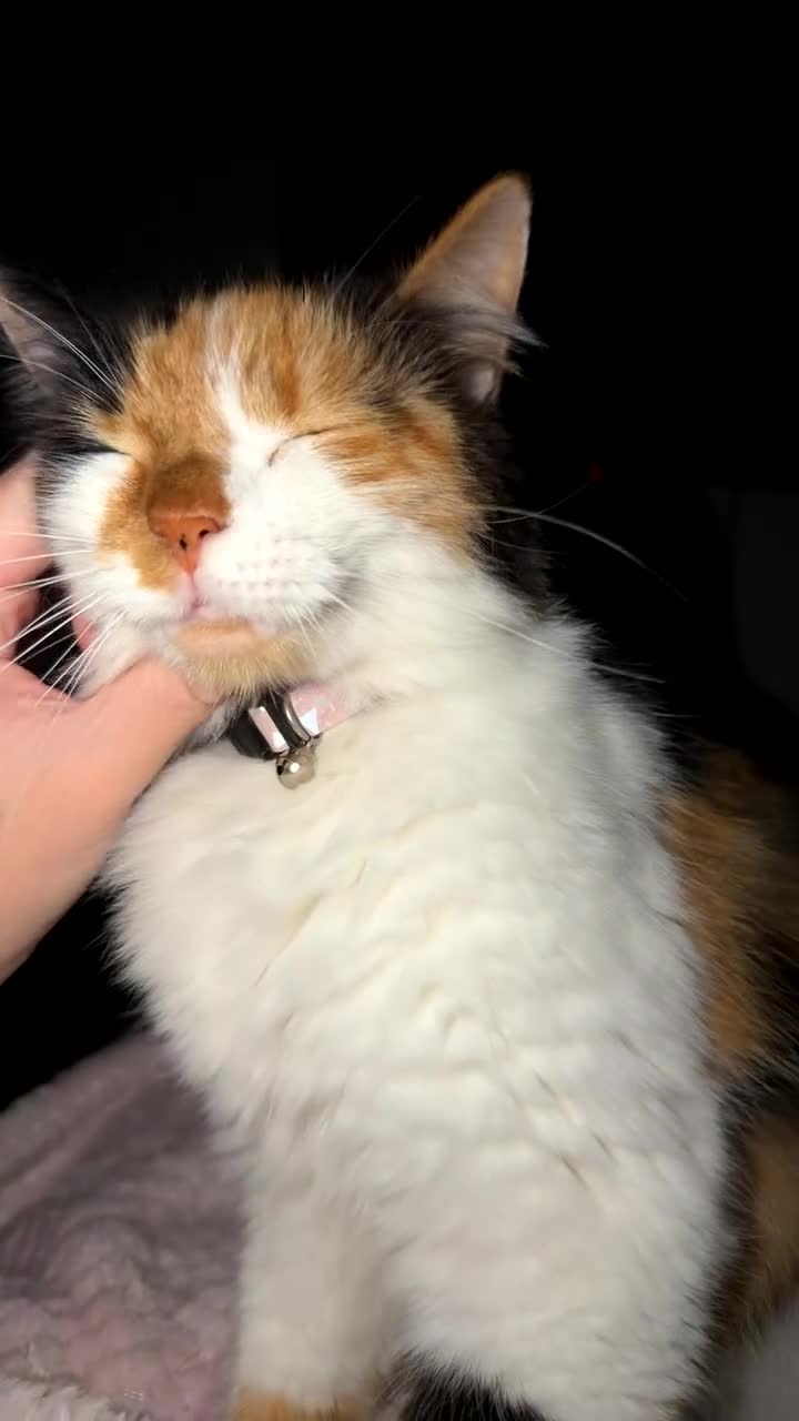 Mixed Breed cats for sale: Domestic long haired female cat  - Video 2