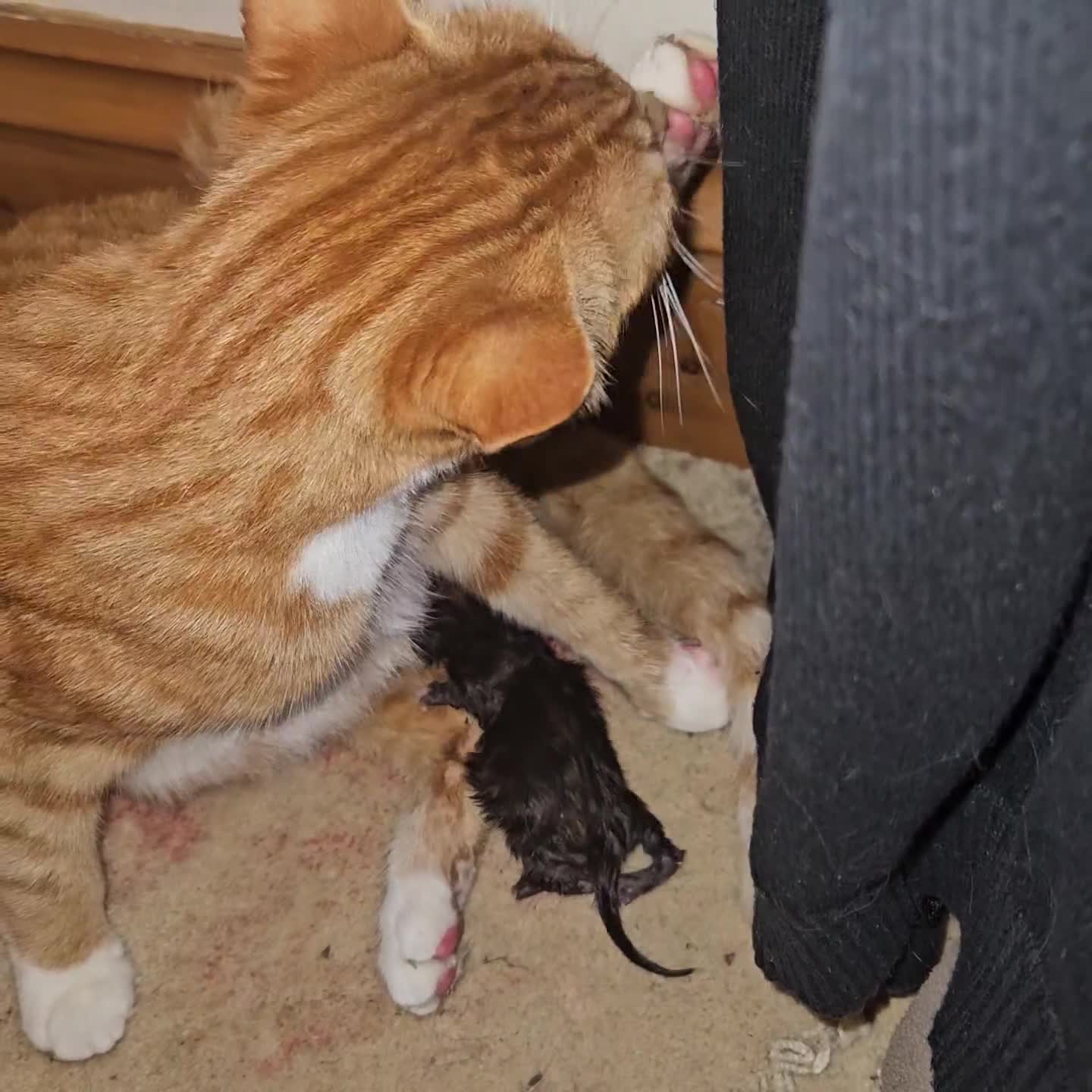 Mixed Breed cats for sale: 5 Beautiful Kittens Ready Soon - Video 1