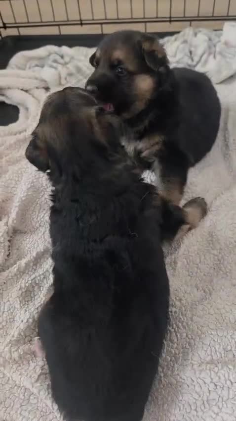 German Shepherd dogs for sale: German Shepherd Pups in Newcastle - Video 3