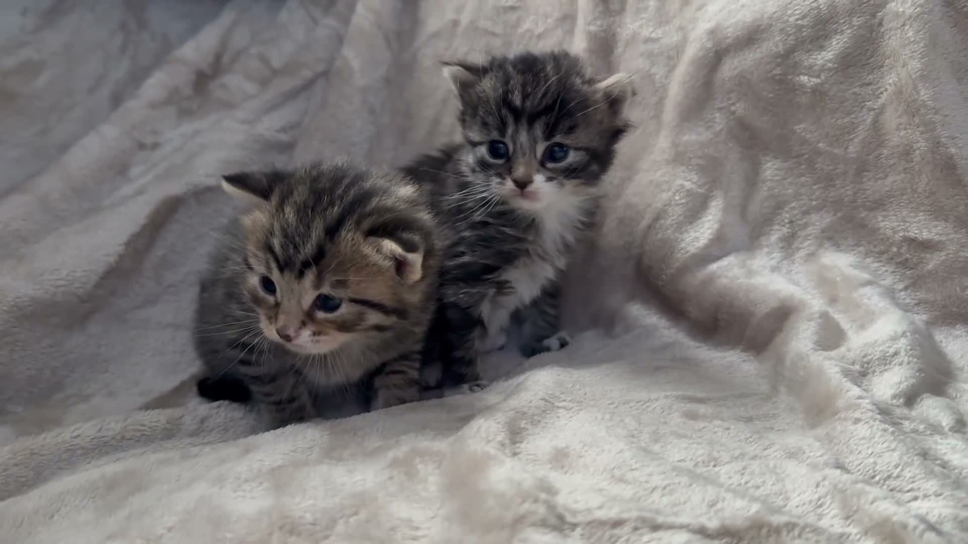 Mixed Breed cats for sale: ✨🐾 GORGEOUS KITTENS LOOKING FOR A FOREVER HOME - Video 2