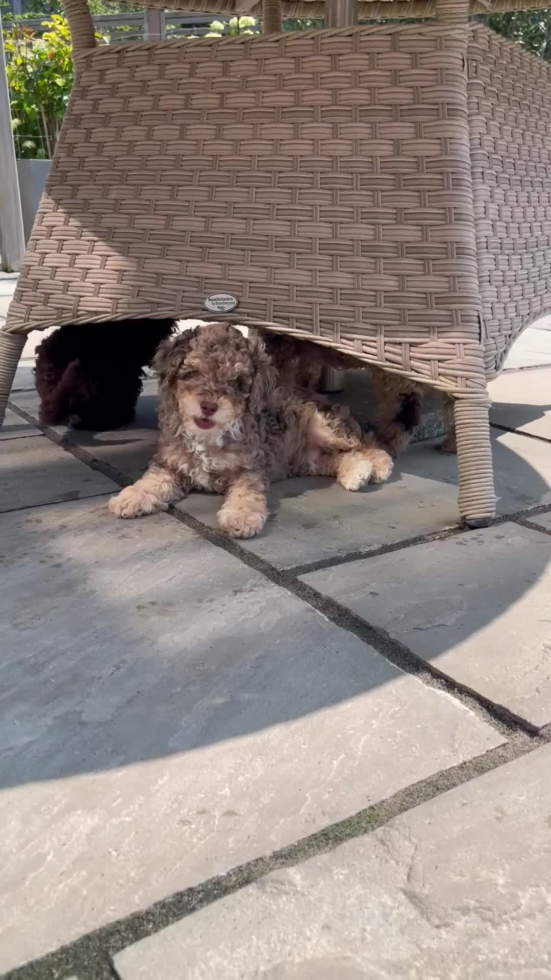 Cockapoo dogs for sale: Unique & stunning full DNA tested Cockapoo puppies - Video 1