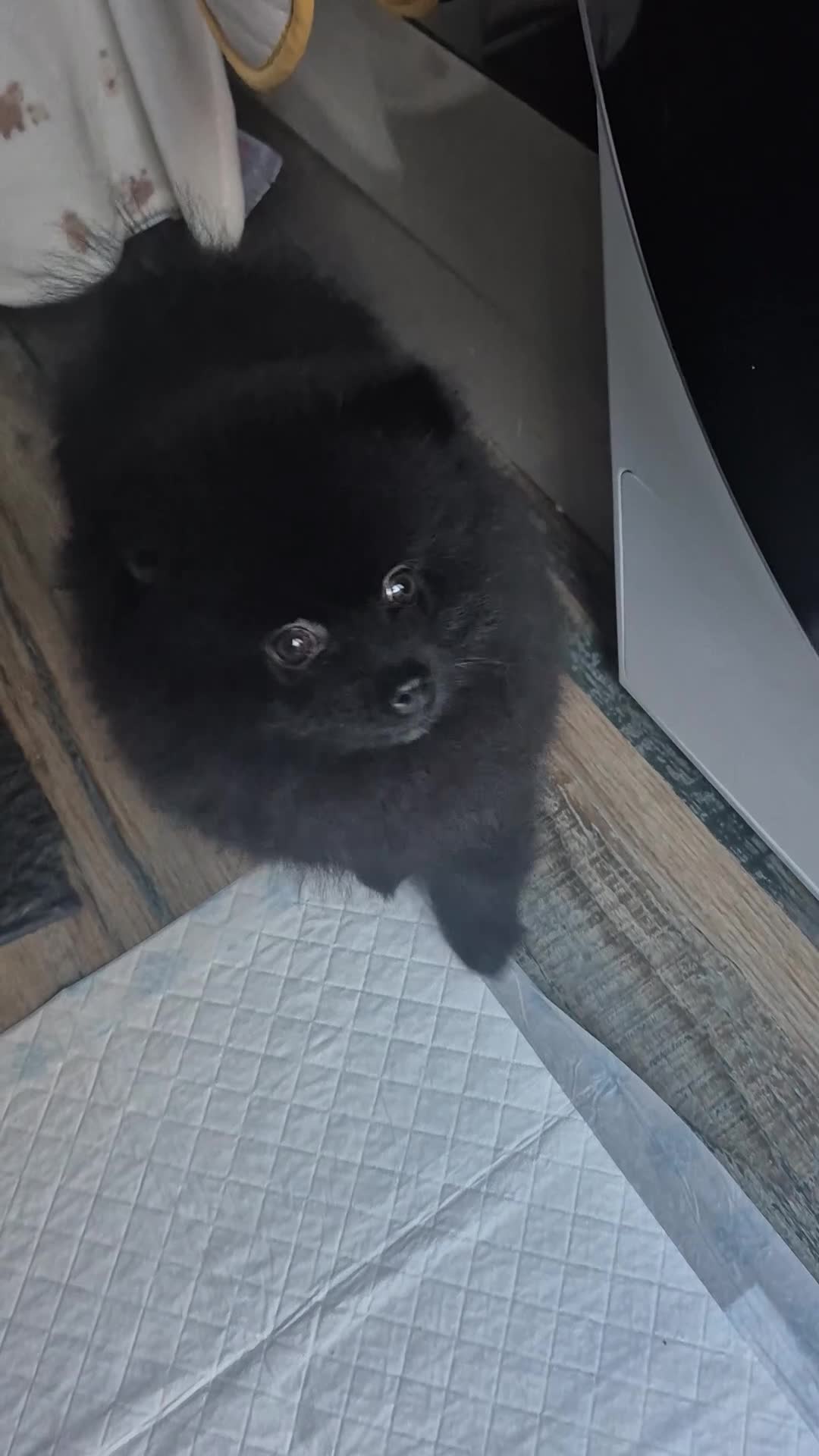 Pomeranian dogs for sale: Black pom 5mths old  - Video 1