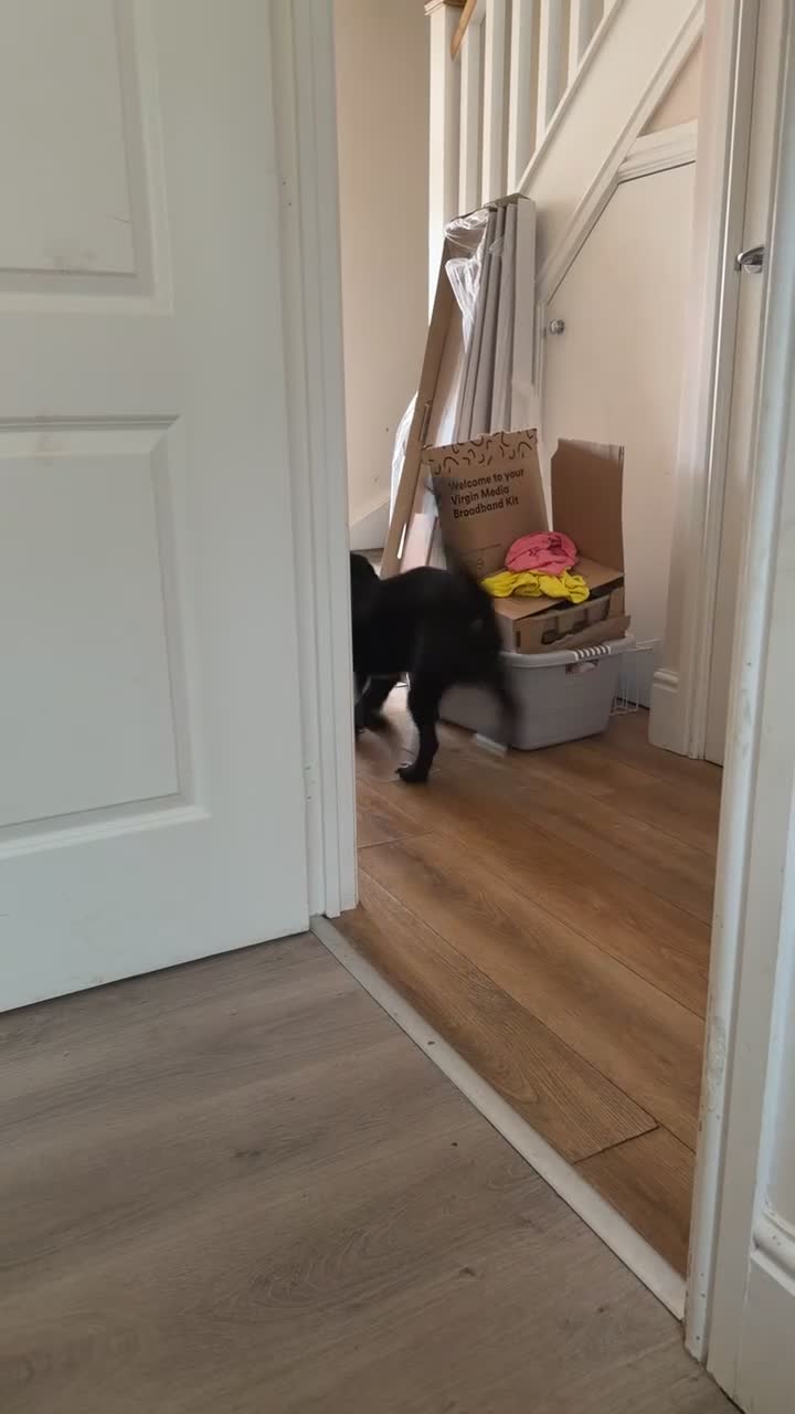 Sprocker dogs for sale: Sprocker spaniel - Video 2