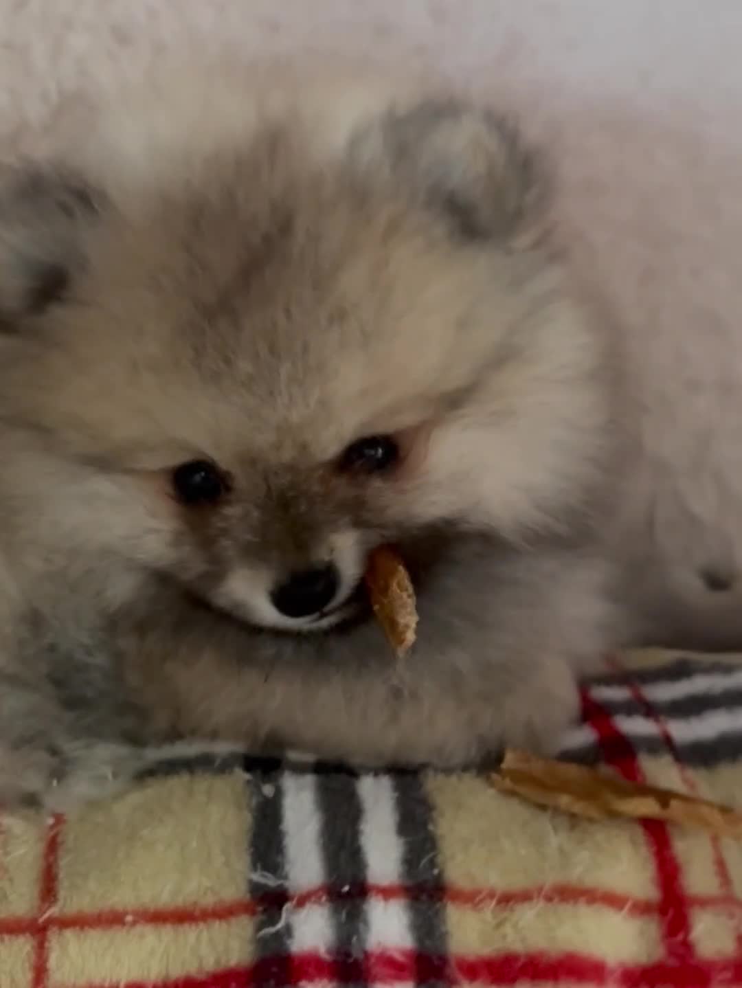 Pomeranian dogs for sale: ✨🐶Small Teddy Bear🧸 SKY🩵BLUE EYE 👀POMS🐶✨ - Video 2