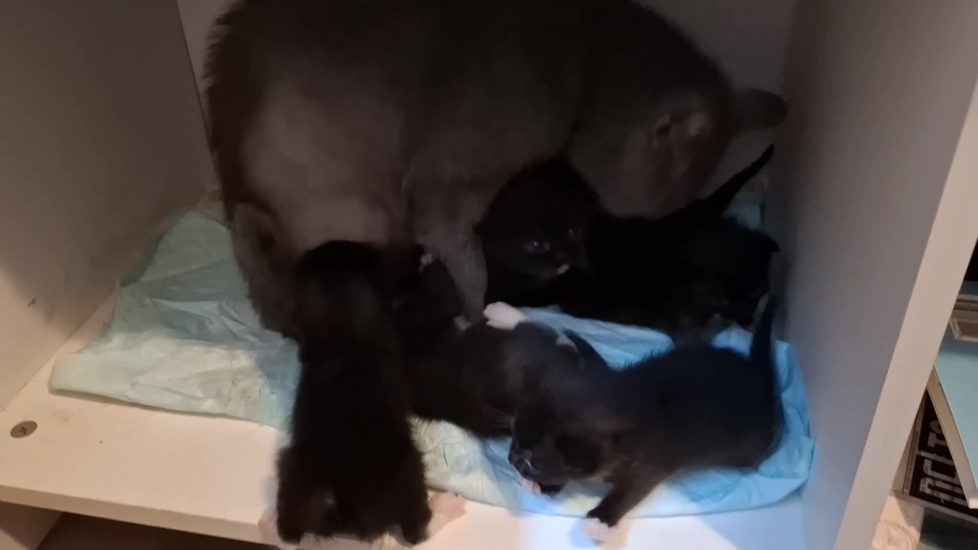 British Shorthair cats for sale: British Shorthair blue cross kittens - Video 1