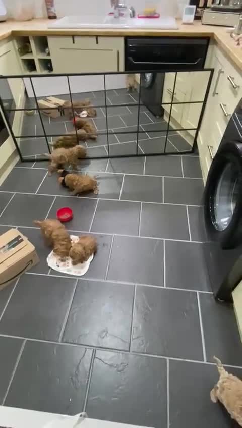 Poochon dogs for sale: ♥️🐶🧸  RARE TINY ASIAN TOY POOCHONS FOR SALE ♥️ - Video 1