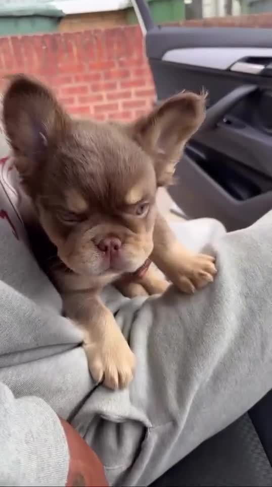 French Bulldog dogs for stud: Proven Full Fluffy Rojo Merle Stud (AI Included ) - Video 2