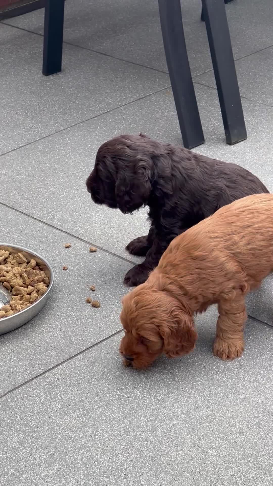 Cockapoo dogs for sale: Beautiful miniature F2 cockapoos - Video 1
