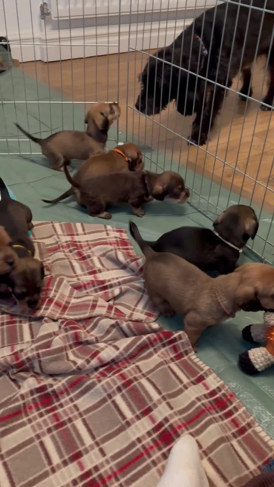 Dachshund dogs for sale: Tekel (wire haired dachshund) puppies for sale  - Video 2