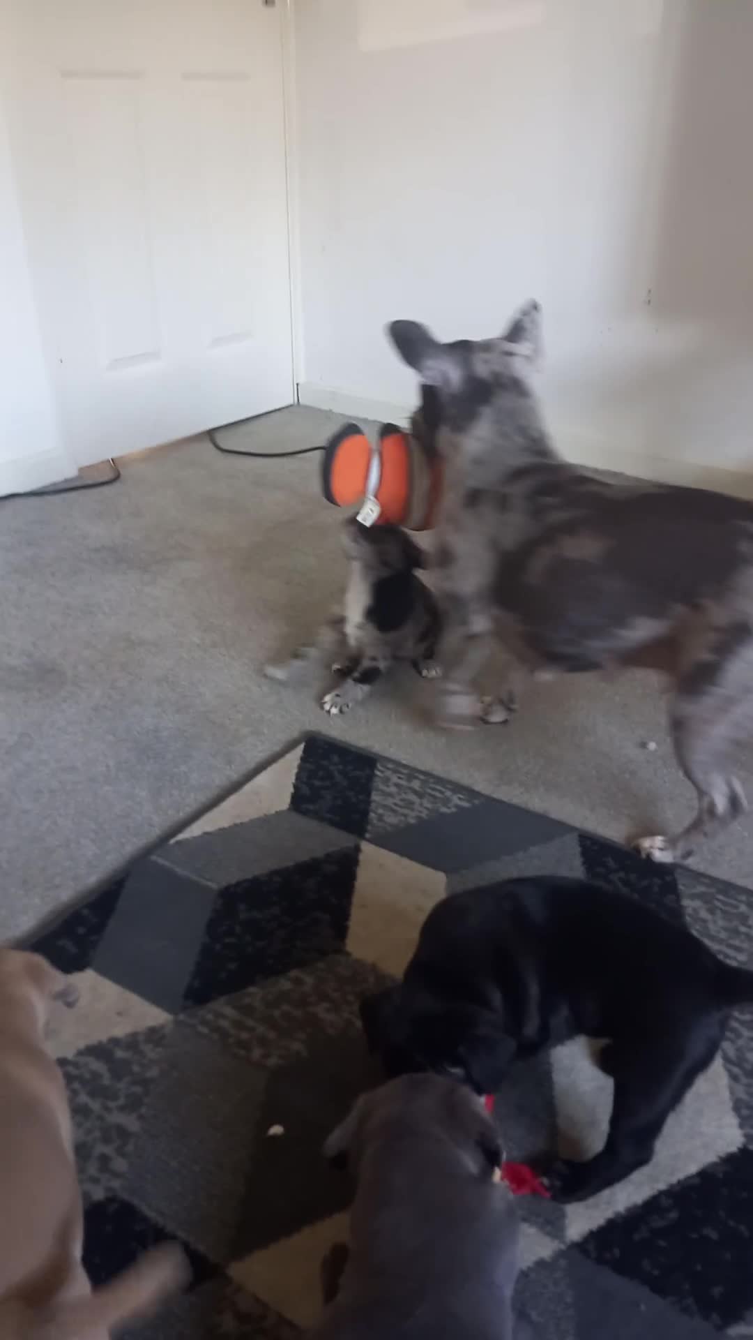 Mixed Breed dogs for sale: Frenchy cross staff puppies in Ebbw Vale - Video 1
