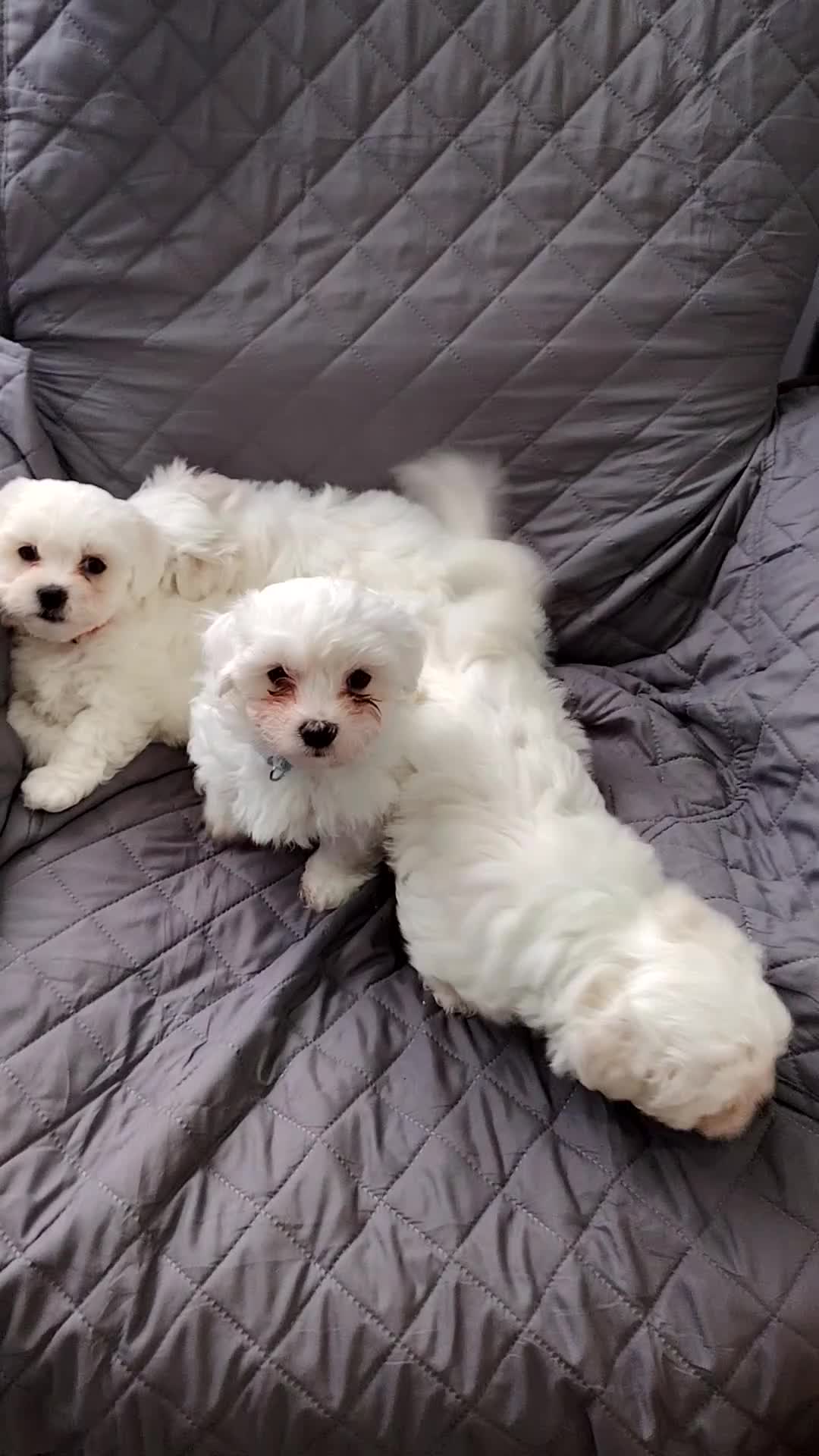 Maltese dogs for sale: Pure Maltese puppies❤️💙 - Video 2