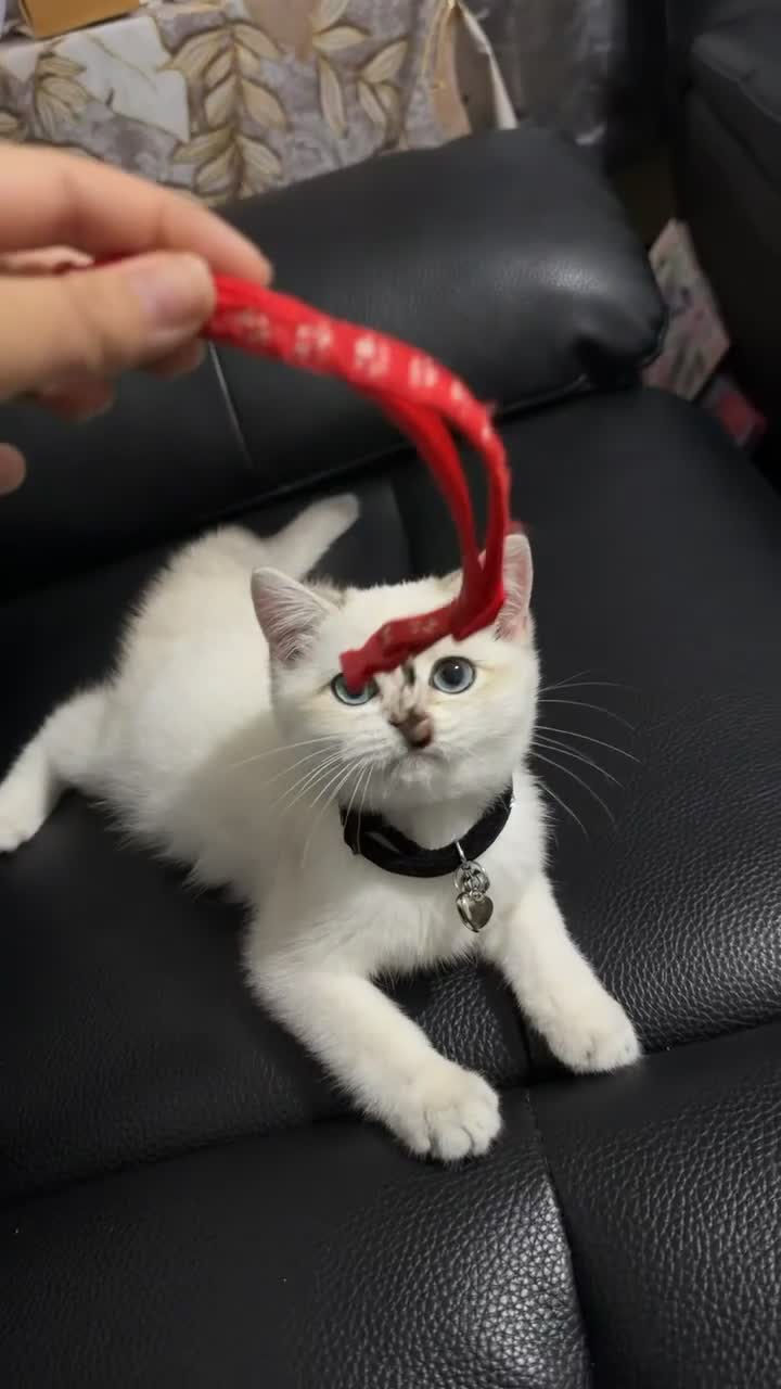 British Shorthair cats for sale: Pure British shorthair Male Kitten💙 - Video 2
