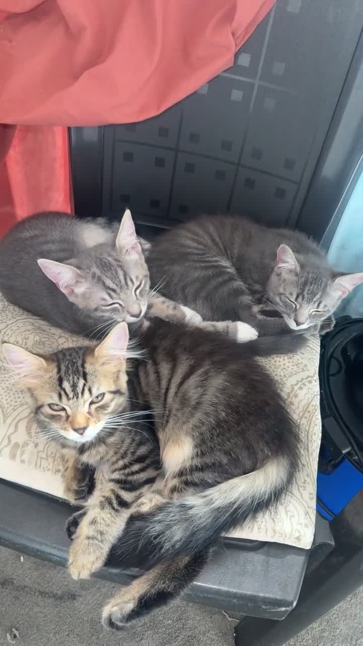Mixed Breed cats for sale: 2 Gorgeous Grey Kittens For Sale 🐱 - Video 1