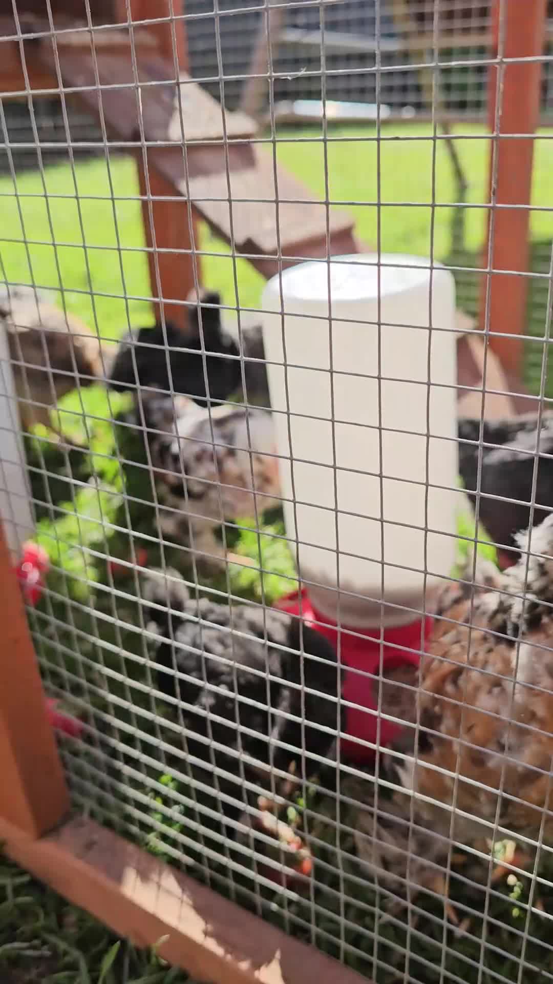 Chickens poultry for sale: 12 week old cockerels - Video 1