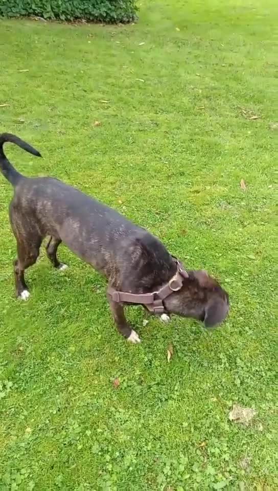 Mixed Breed dogs for sale: Mastiff cross  - Video 1