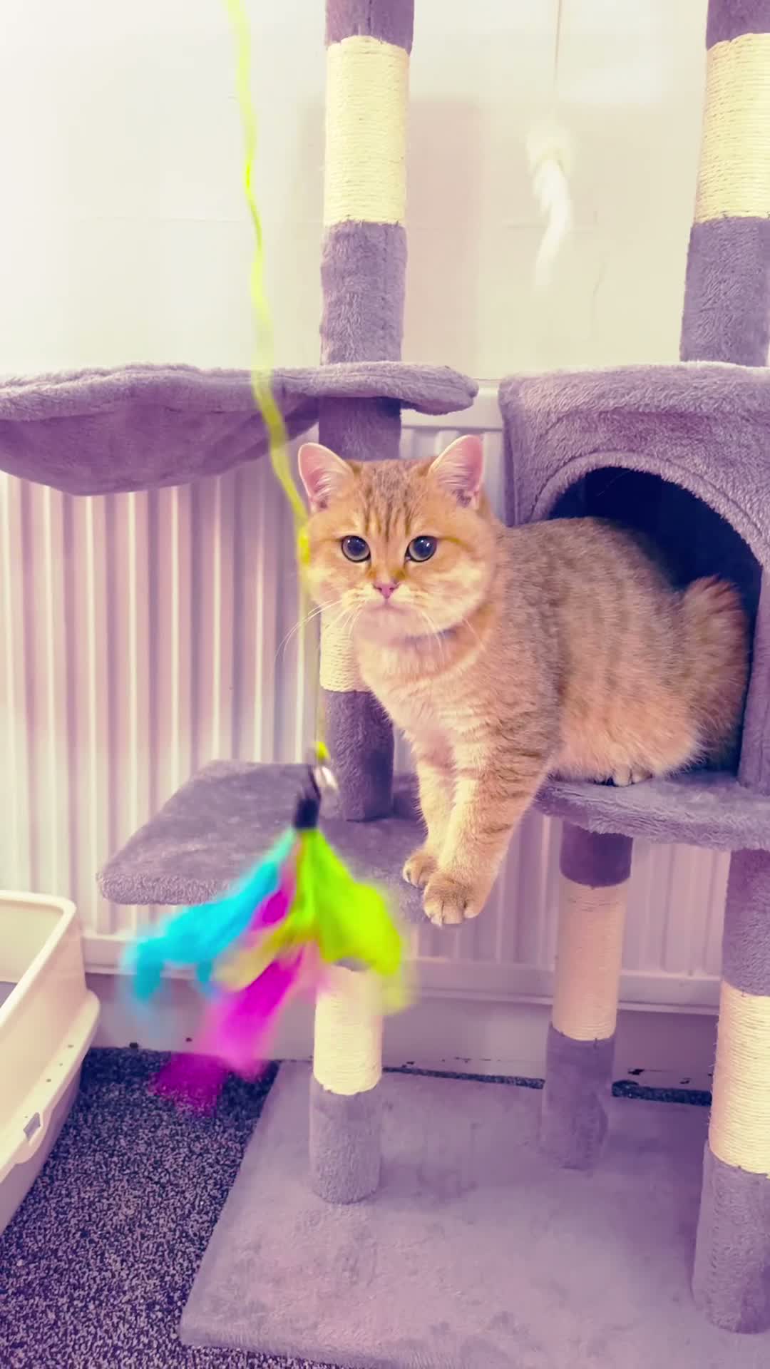 British Shorthair cats for sale: ✨🧡 MALE BRITISH SHORTHAIR 🧡✨ - Video 1