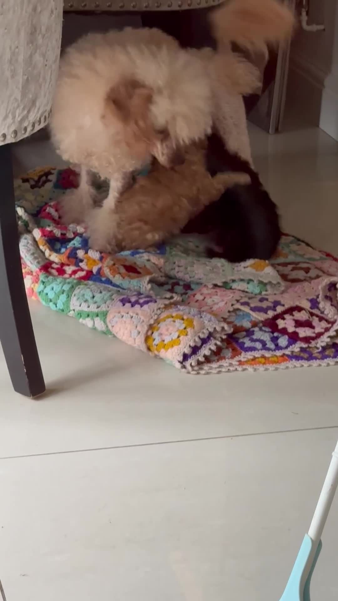 Toy Poodle dogs for sale: Outstanding health tested Petite Toy Poodie Pups  - Video 5