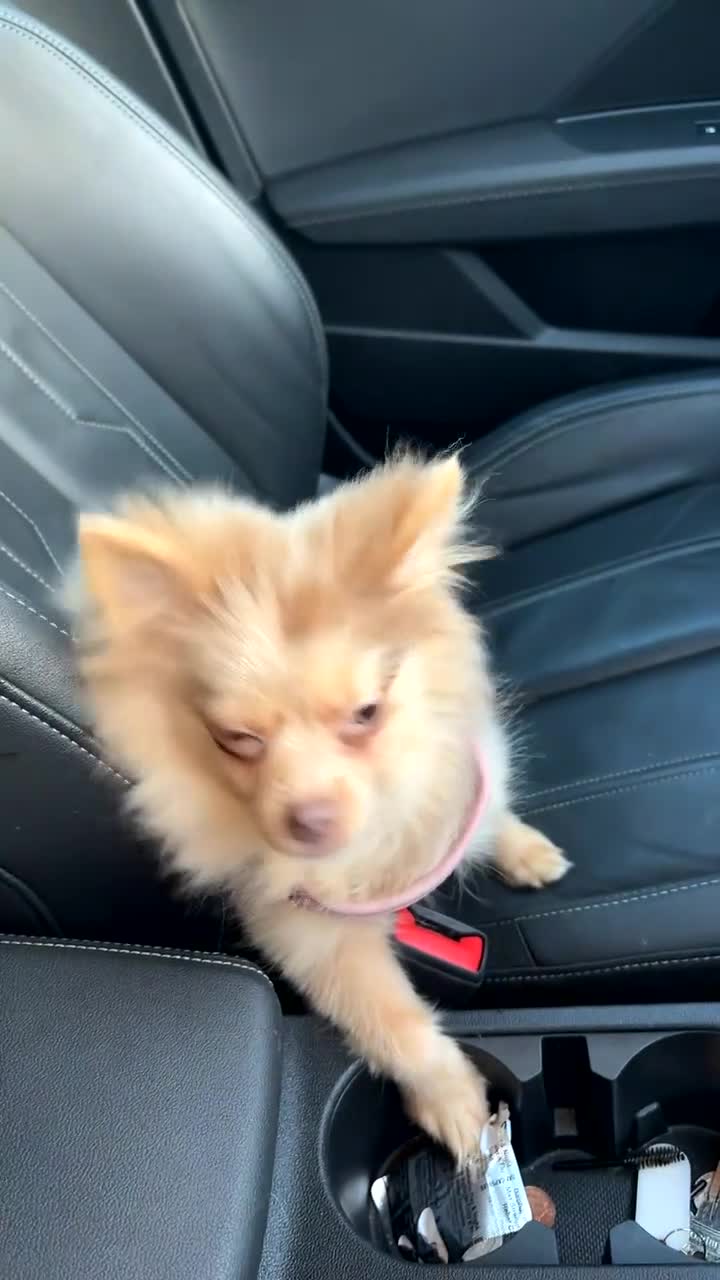 Pomeranian dogs for sale:  **  Pomeranian merle lilac  in Accrington - Video 2