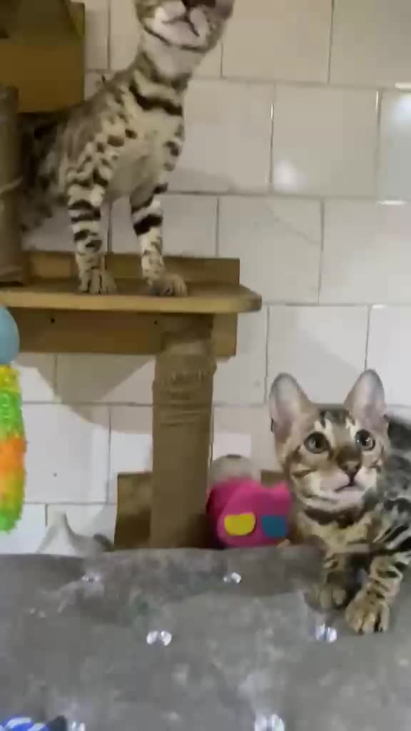 Bengal cats for sale: 🔥✨Pedigree TICA-Registered Bengals - Video 2
