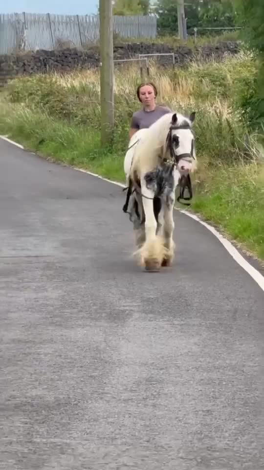Irish Cob horses for sale: beautiful kids pony project ❤️ - Video 1