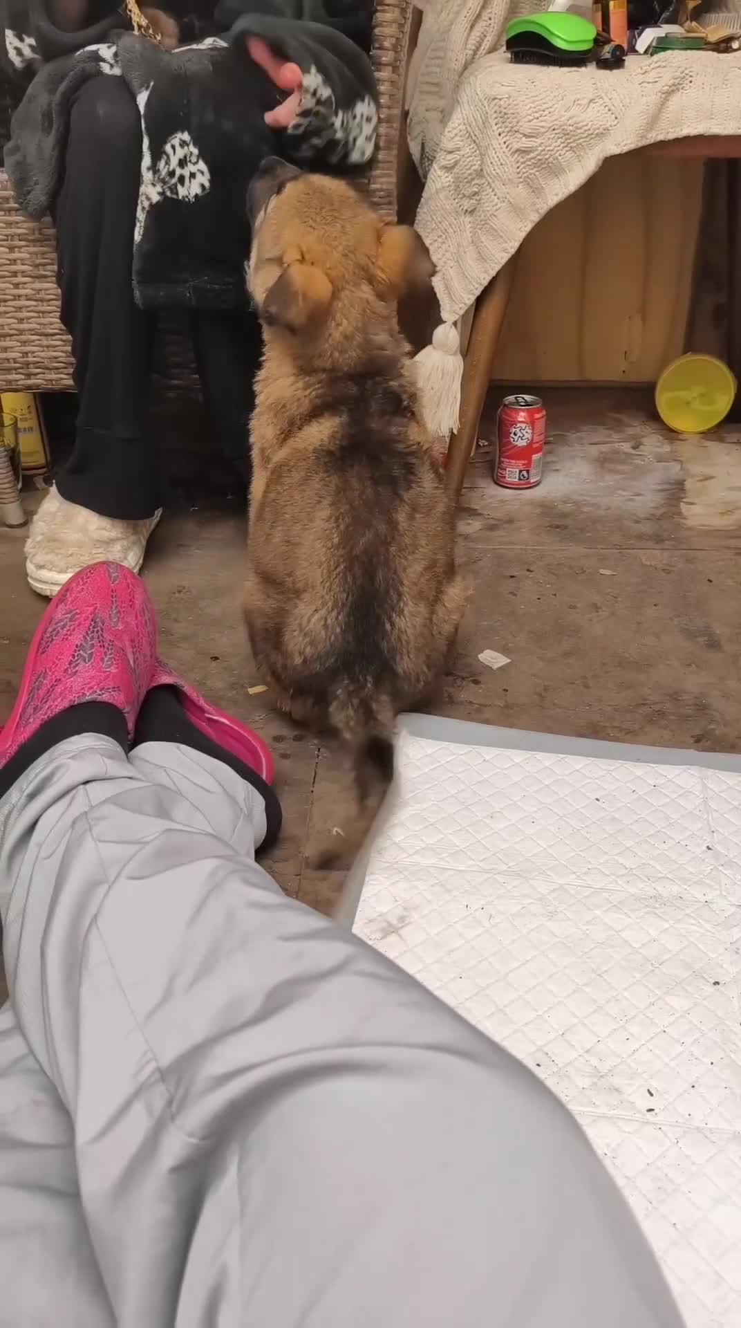 German Shepherd dogs for sale: GERMAN SHEPHERD (WORKING LINE) - Video 1