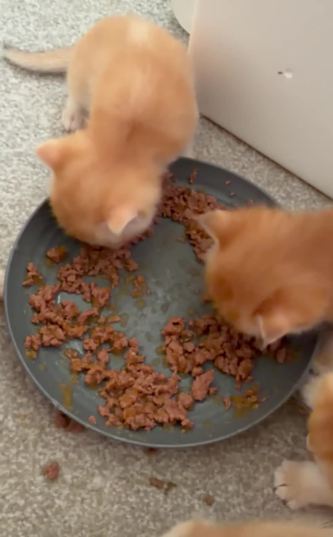 British Shorthair cats for sale: 5 Chocholate golden British shorthair kittens 🐱  - Video 1