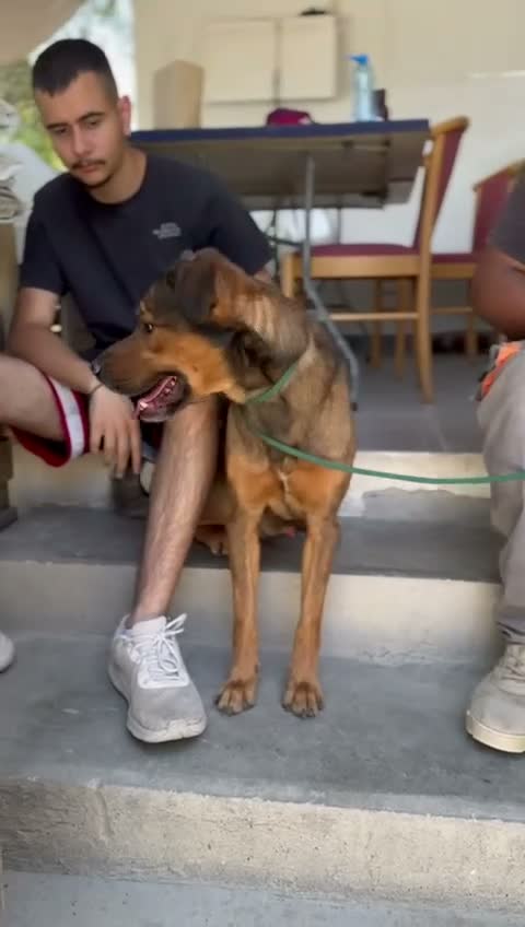 Mixed Breed dogs for adoption: Casper is looking for his forever sofa in Ashford - Video 3