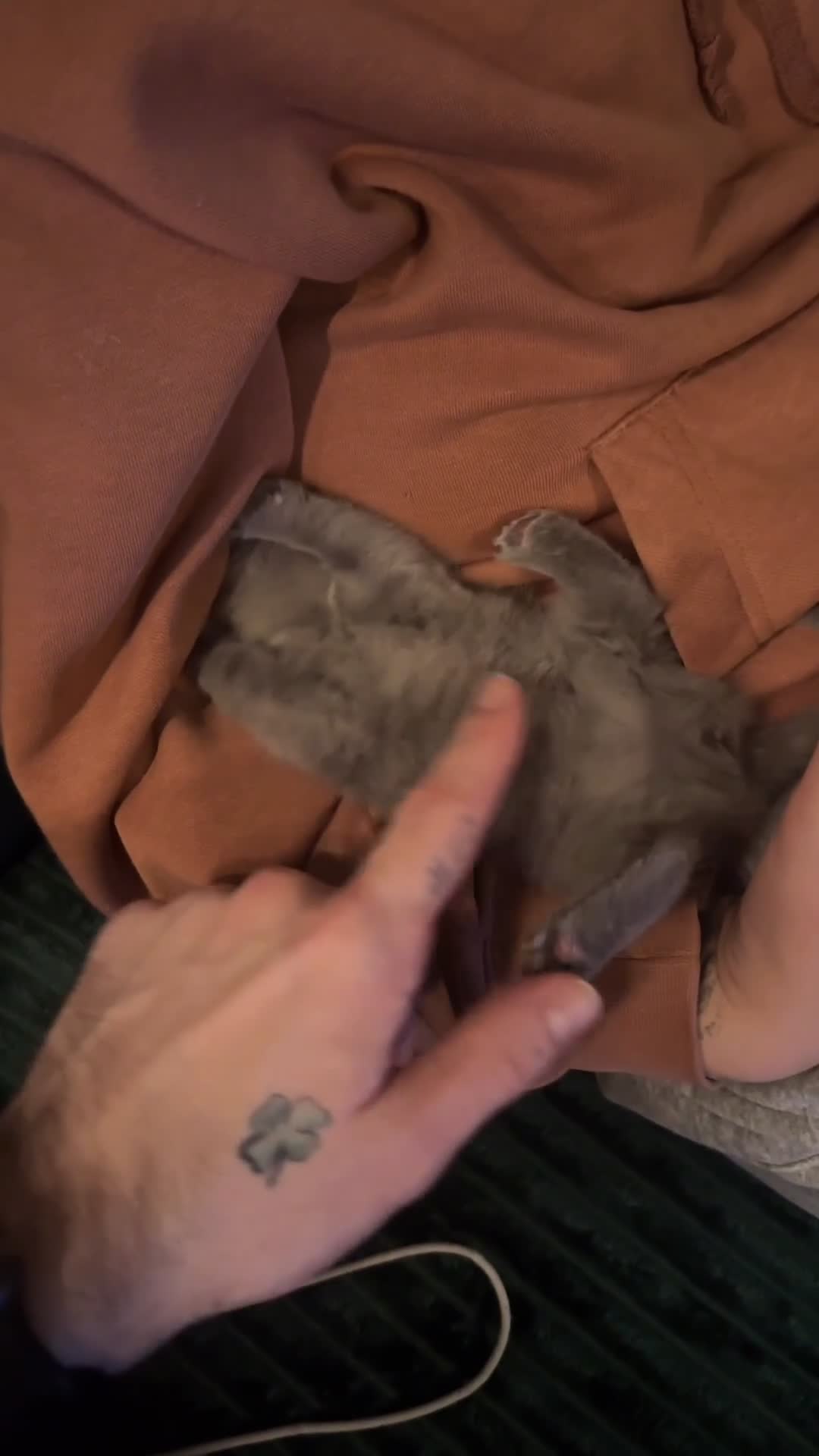 British Shorthair cats for sale: 3 beautiful British Shorthair Kittens  - Video 2