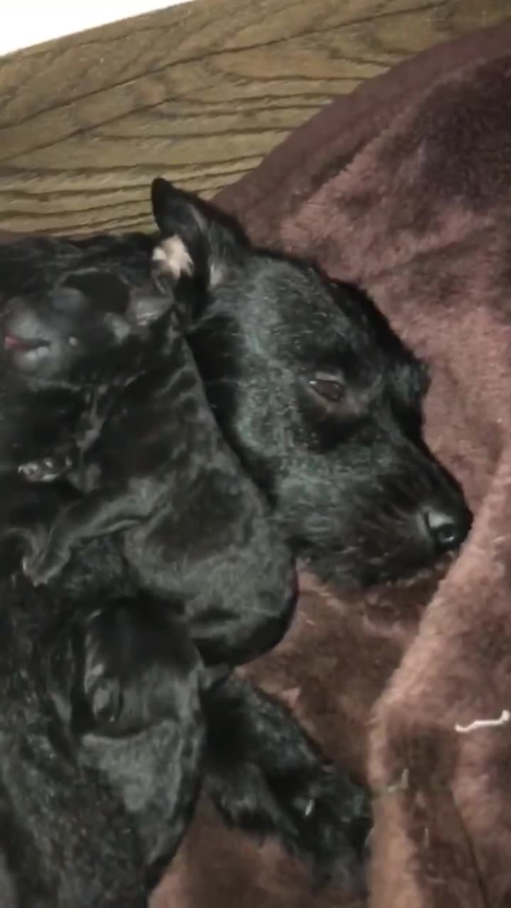 Patterdale Terrier dogs for sale: Patterdale puppies  in Burnley - Video 3