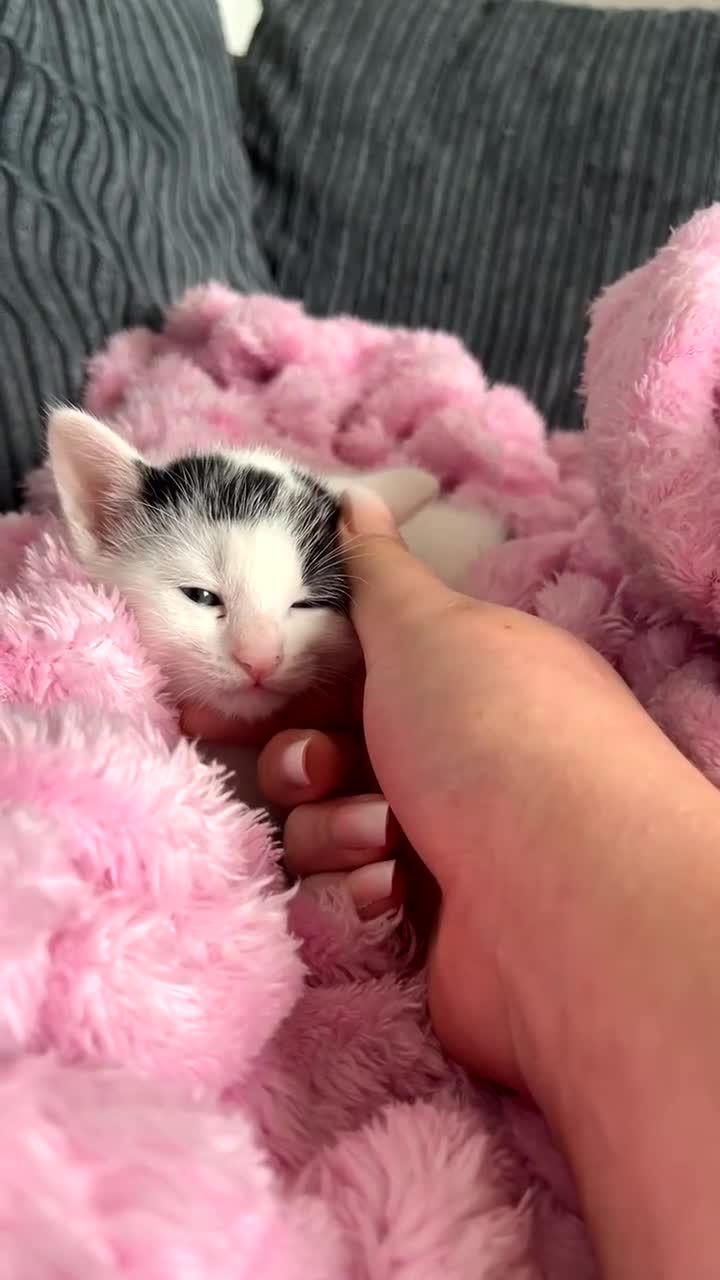 Mixed Breed cats for sale: 2 kittens for sale  - Video 3