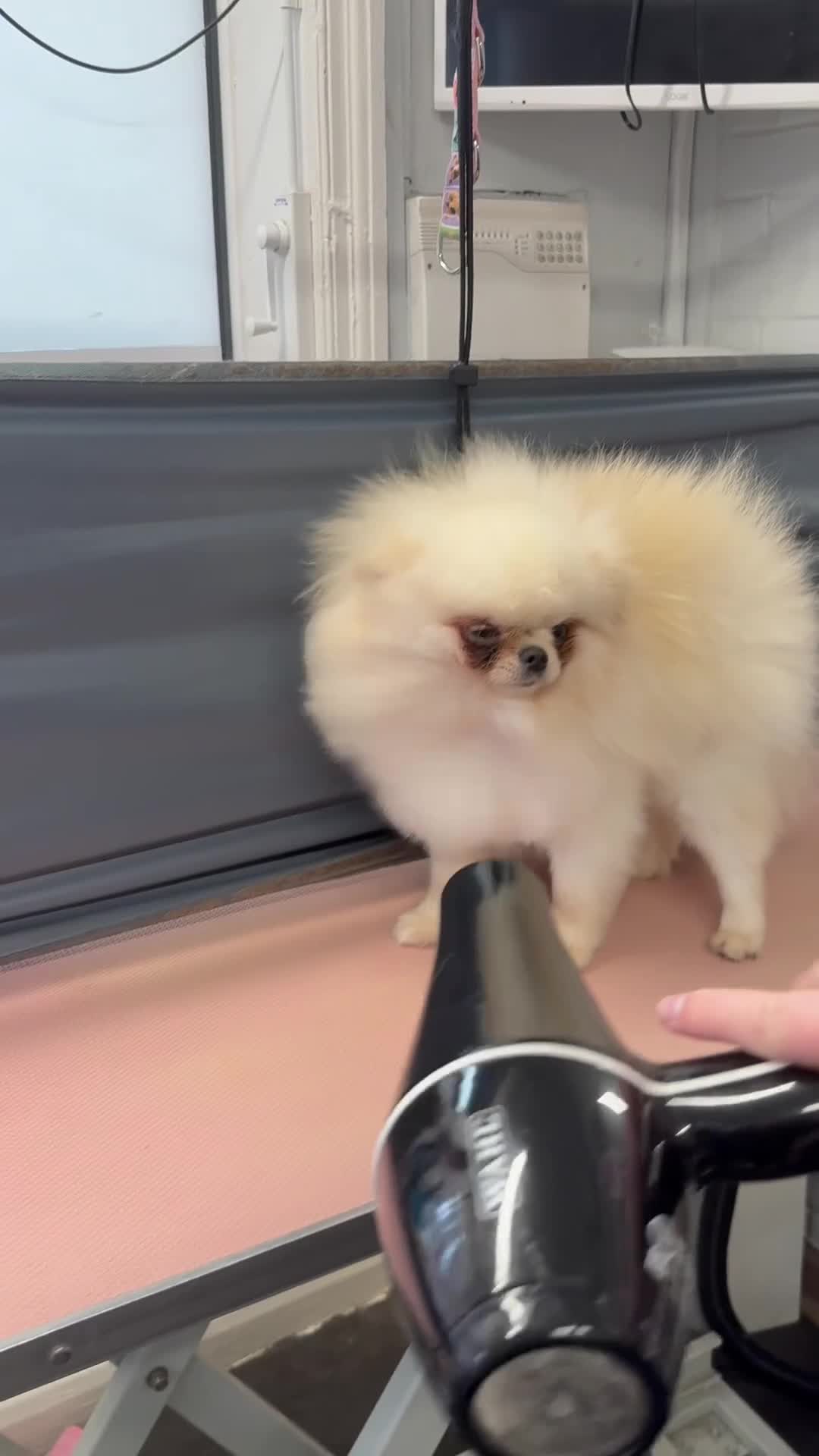 Pomeranian dogs for stud: Tiny white/cream polar bear stud 🐻‍❄️ - Video 2