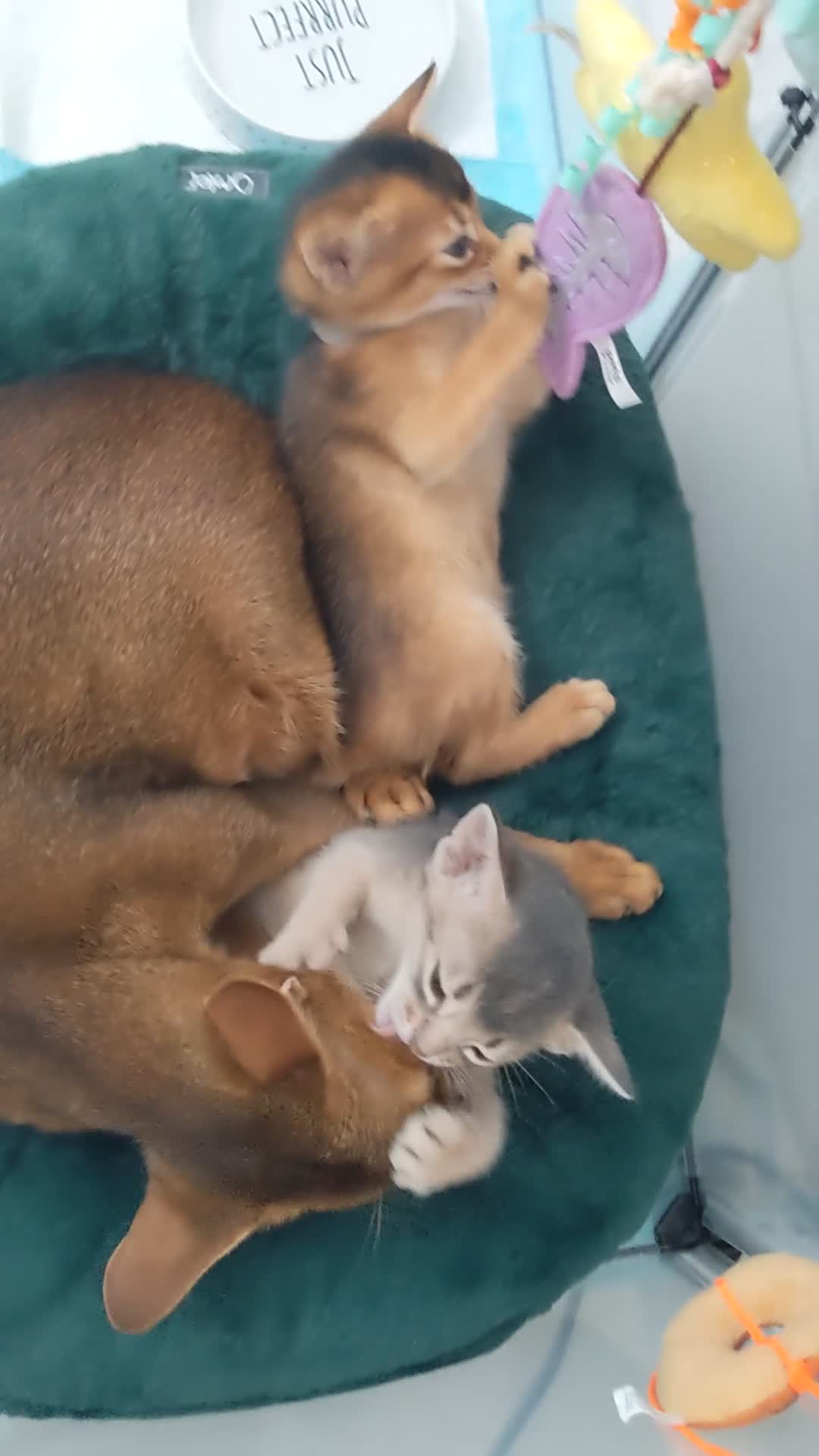 Abyssinian cats for sale: NEUTERED 🩵 Lovely🩵Blue BOY 🩵 TICA pedigree  in Fareham - Video 1