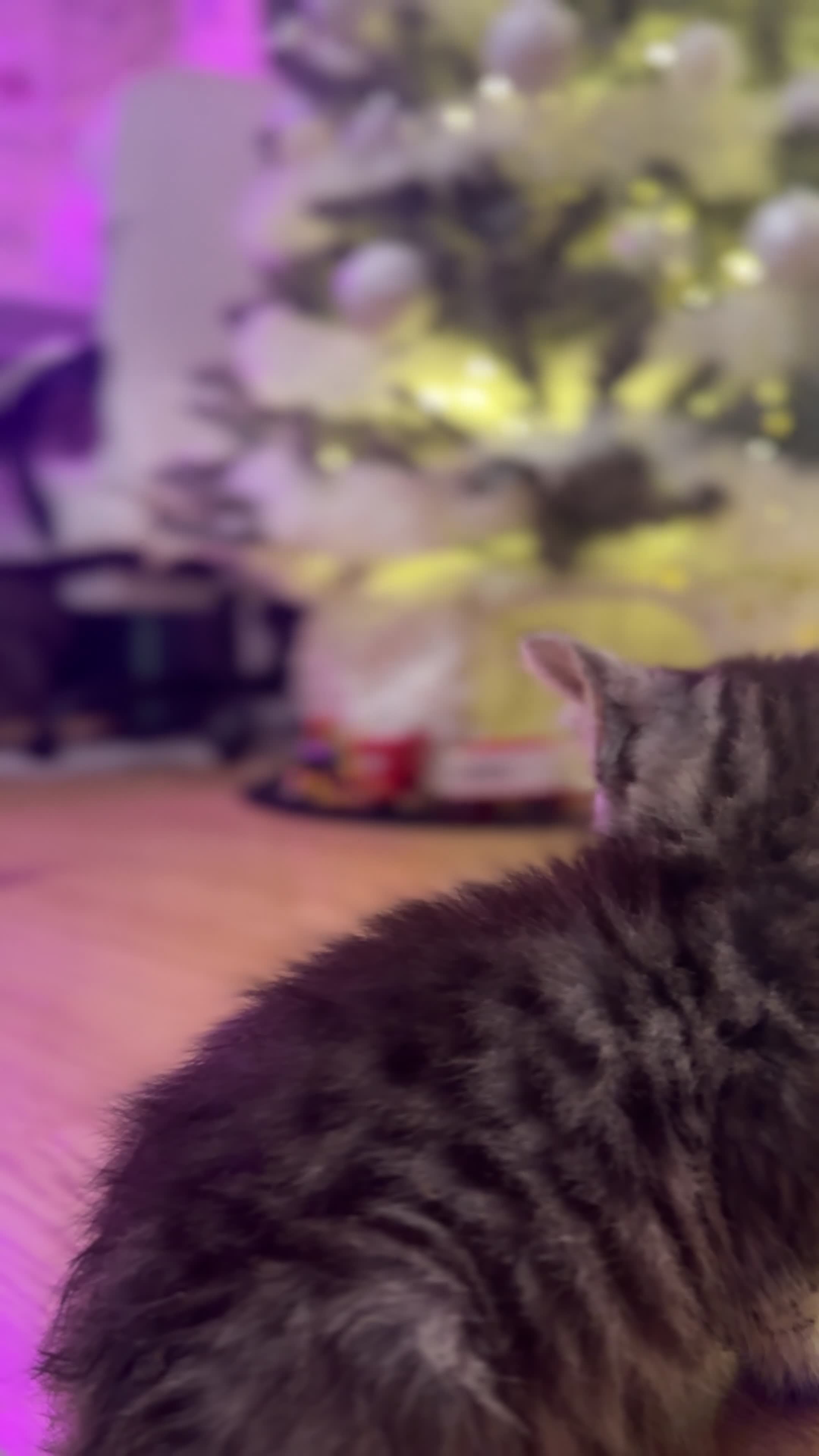 Egyptian Mau cats for sale: TICA REG SNOW SILVER & SMOKE EGYPTIAN MAU X BENGAL - Video 1