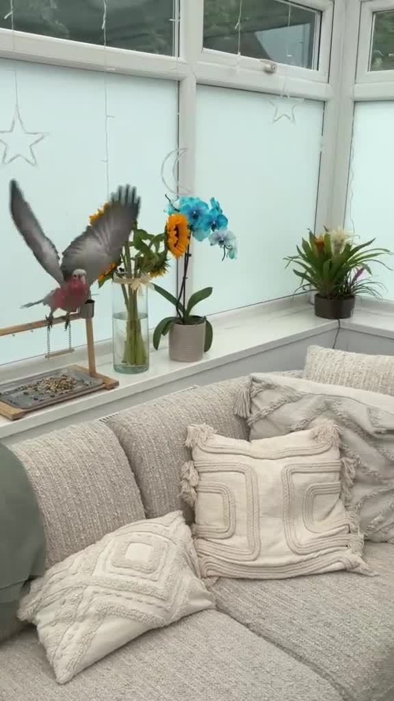 Ringnecks birds for sale: Hand Reared Cockatoo Galah, Ringnecks & Quakers  - Video 3
