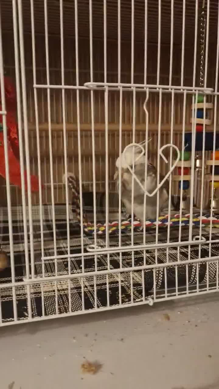Cockatiels birds for sale: Whiteface cute cocktail  in London - Video 1