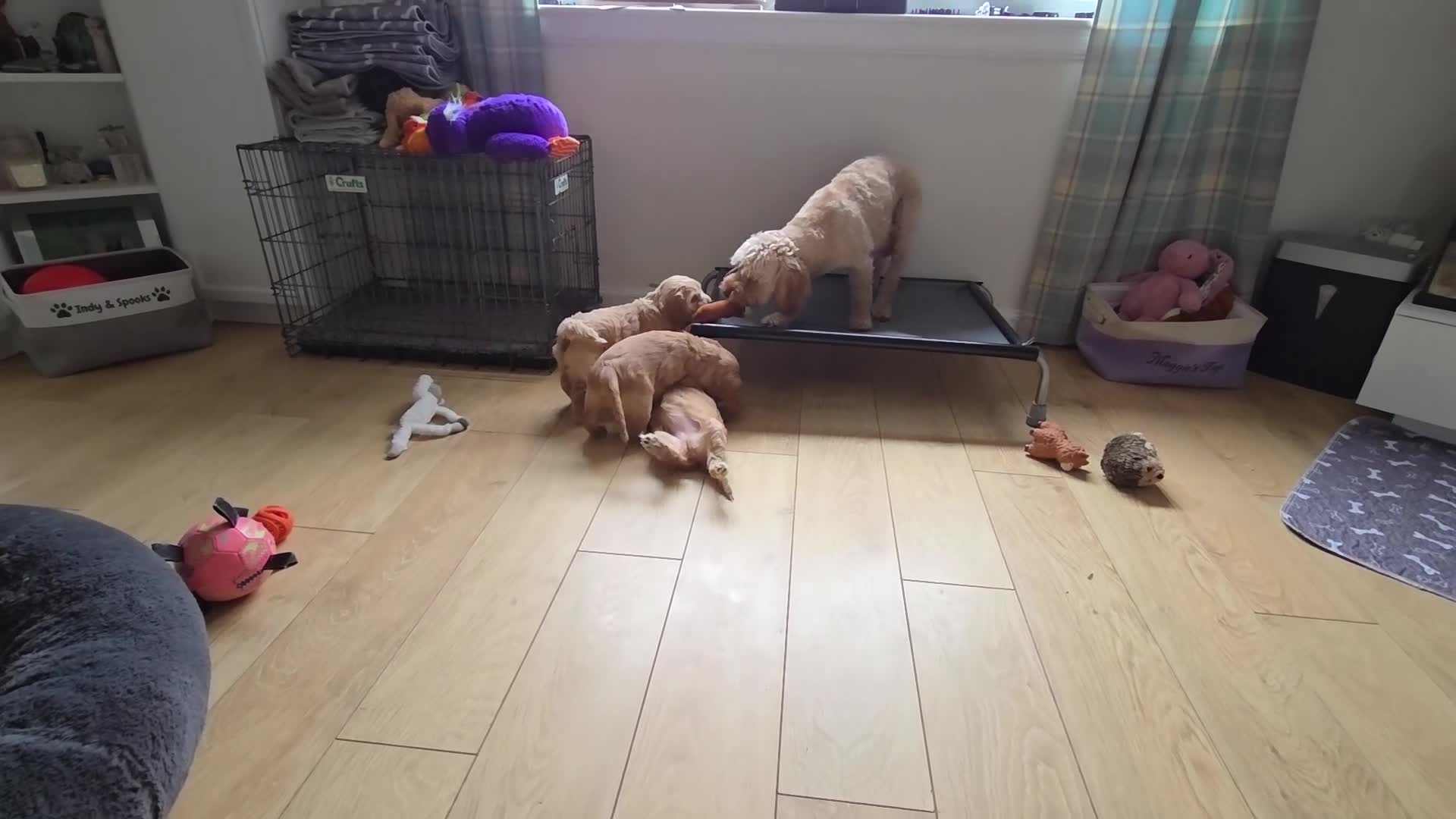 Cockapoo dogs for sale: 5 x F2 Cockapoo Puppies - Video 1