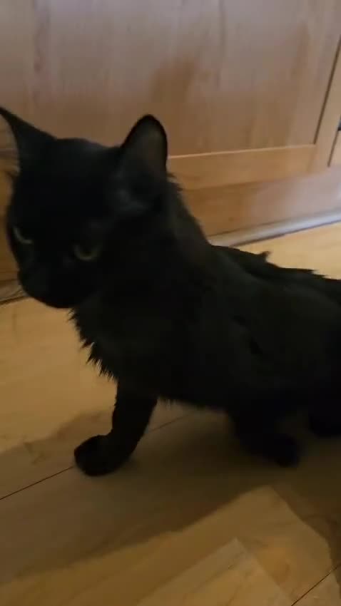 Mixed Breed cats for adoption: Lovely fluffy young rescue female needs new home - Video 1