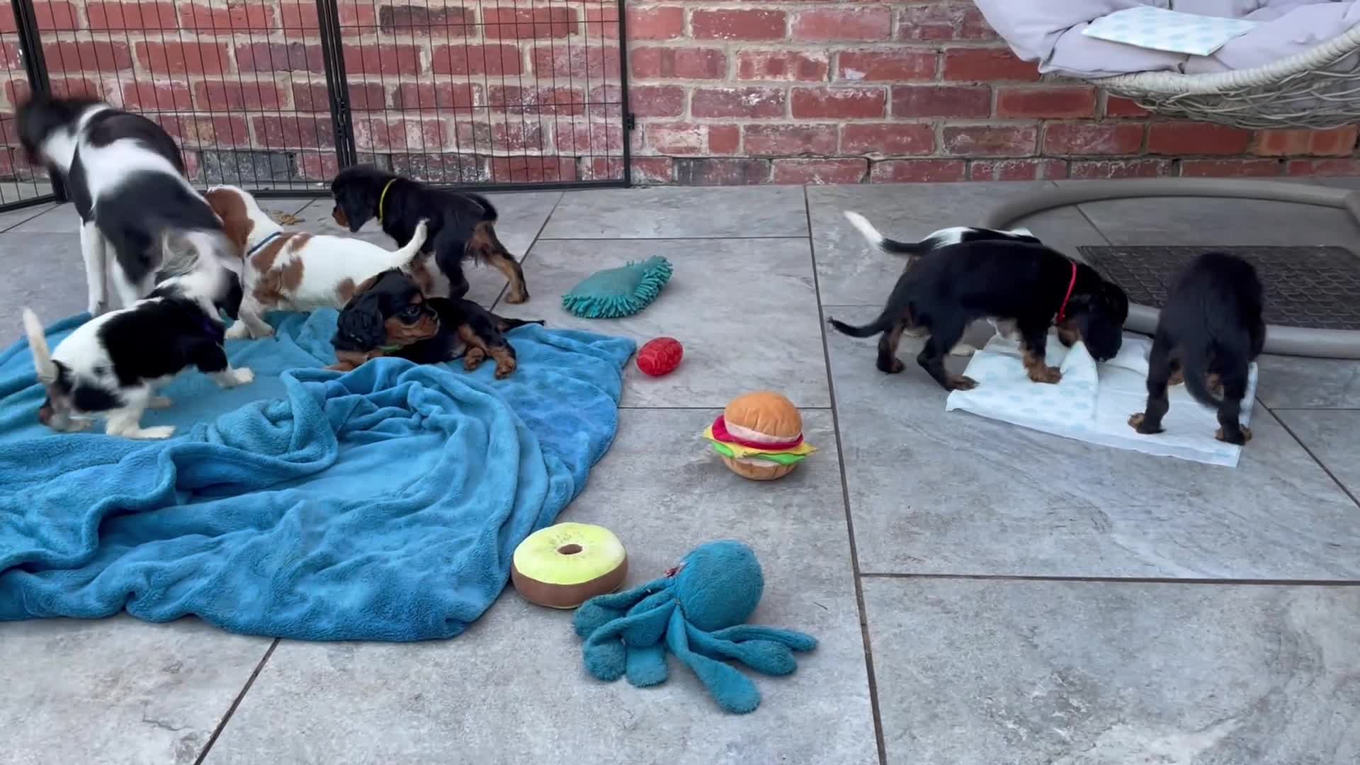Cavalier King Charles Spaniel dogs for sale: Cavalier King Charles puppies - Video 1
